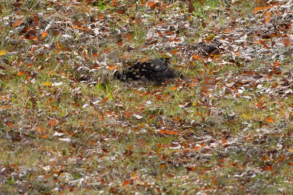 Wespen, vliegen naar hun nest. Mink met een aspen nest. Underground — Stockfoto