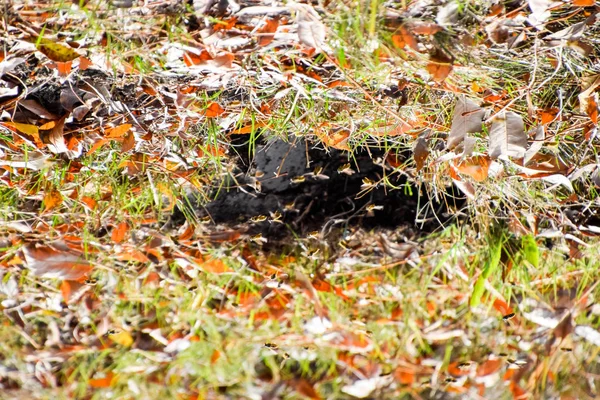 Wespen, vliegen naar hun nest. Mink met een aspen nest. Underground — Stockfoto