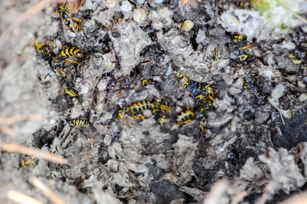 Vespula vulgaris. Καταστράφηκε στη φωλιά της σφήκας. — Φωτογραφία Αρχείου