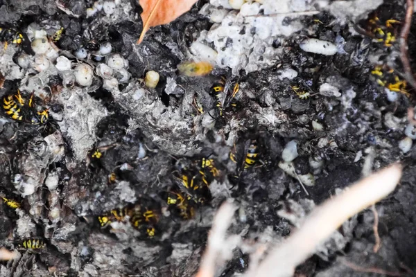 Vespula vulgaris. Yok edilen eşekarısı yuvası.