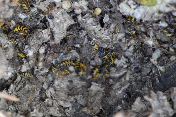 Vespula vulgaris. Yok edilen eşekarısı yuvası.