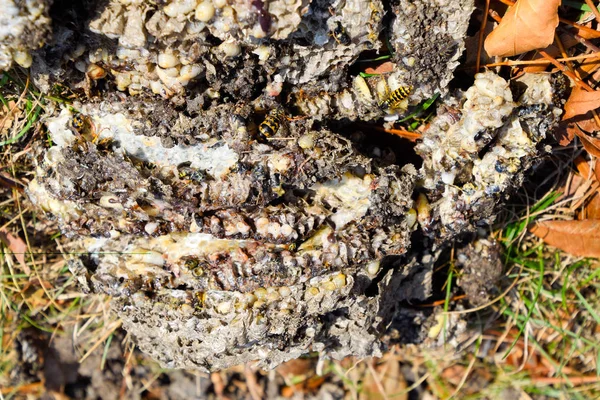 Ninho de vespas destruído. Desenhado na superfície de um hino de favo de mel — Fotografia de Stock