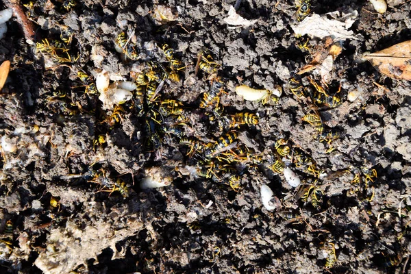 Yok edilmiş eşek arısı yuvası. Bir petek hor yüzeyinde çizilmiş