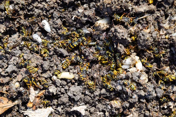Yok edilmiş eşek arısı yuvası. Bir petek hor yüzeyinde çizilmiş