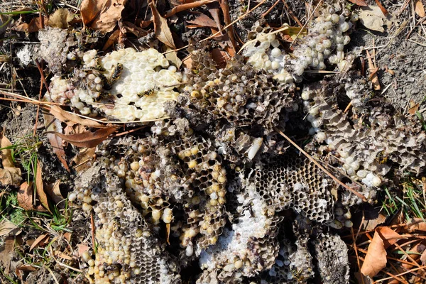 Ninho de vespas destruído. Desenhado na superfície de um hino de favo de mel — Fotografia de Stock
