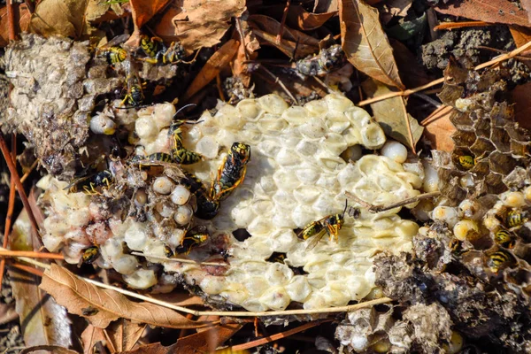 Yok edilmiş eşek arısı yuvası. Petek eşek arısı yuvasının yüzeyine çizilmiş. Larvalar ve eşek arıları yavrusu. Vespula vulgaris