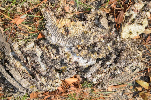 Yok edilmiş eşek arısı yuvası. Petek eşek arısı yuvasının yüzeyine çizilmiş. Larvalar ve eşek arıları yavrusu. Vespula vulgaris