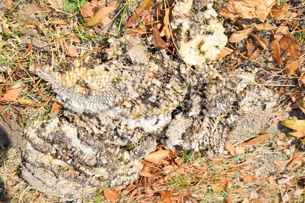 Ninho de vespas destruído. Desenhado na superfície de um ninho de vespas de favo de mel. Larvas e pupas de vespas. Vespula vulgaris — Fotografia de Stock