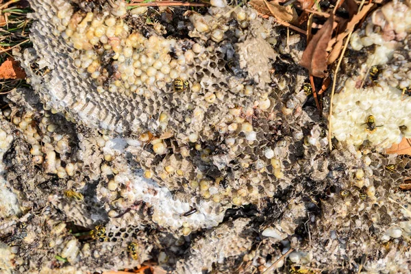 Yok edilmiş eşek arısı yuvası. Petek eşek arısı yuvasının yüzeyine çizilmiş. Larvalar ve eşek arıları yavrusu. Vespula vulgaris