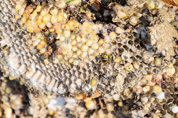 Yok edilmiş eşek arısı yuvası. Petek eşek arısı yuvasının yüzeyine çizilmiş. Larvalar ve eşek arıları yavrusu. Vespula vulgaris