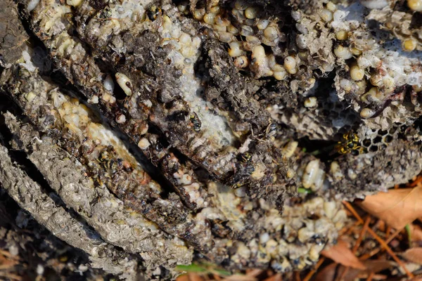 Yok edilmiş eşek arısı yuvası. Petek eşek arısı yuvasının yüzeyine çizilmiş. Larvalar ve eşek arıları yavrusu. Vespula vulgaris