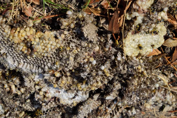 Yok edilmiş eşek arısı yuvası. Petek eşek arısı yuvasının yüzeyine çizilmiş. Larvalar ve eşek arıları yavrusu. Vespula vulgaris