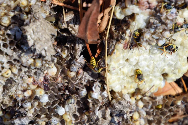 Yok edilmiş eşek arısı yuvası. Petek eşek arısı yuvasının yüzeyine çizilmiş. Larvalar ve eşek arıları yavrusu. Vespula vulgaris