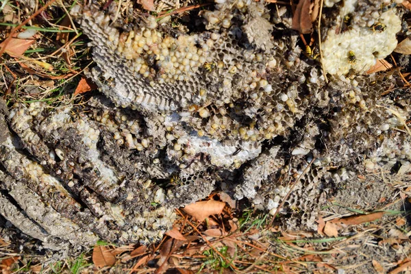 被毁坏的黄蜂巢穴画在蜂巢黄蜂巢的表面。幼虫和黄蜂的小狗。维斯普拉粗俗 — 图库照片