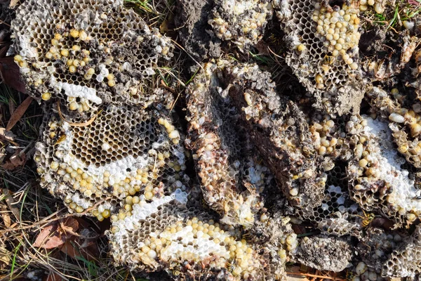 Yok edilmiş eşek arısı yuvası. Petek eşek arısı yuvasının yüzeyine çizilmiş. Larvalar ve eşek arıları yavrusu. Vespula vulgaris