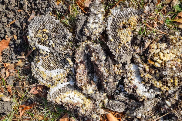 Ninho de vespas destruído. Desenhado na superfície de um ninho de vespas de favo de mel. Larvas e pupas de vespas. Vespula vulgaris — Fotografia de Stock