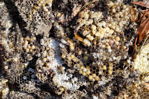 Yok edilmiş eşek arısı yuvası. Petek eşek arısı yuvasının yüzeyine çizilmiş. Larvalar ve eşek arıları yavrusu. Vespula vulgaris