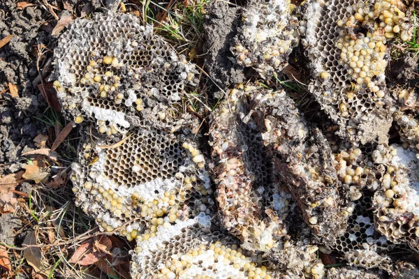 Yok edilmiş eşek arısı yuvası. Petek eşek arısı yuvasının yüzeyine çizilmiş. Larvalar ve eşek arıları yavrusu. Vespula vulgaris
