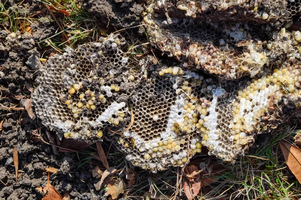 Yok edilmiş eşek arısı yuvası. Petek eşek arısı yuvasının yüzeyine çizilmiş. Larvalar ve eşek arıları yavrusu. Vespula vulgaris
