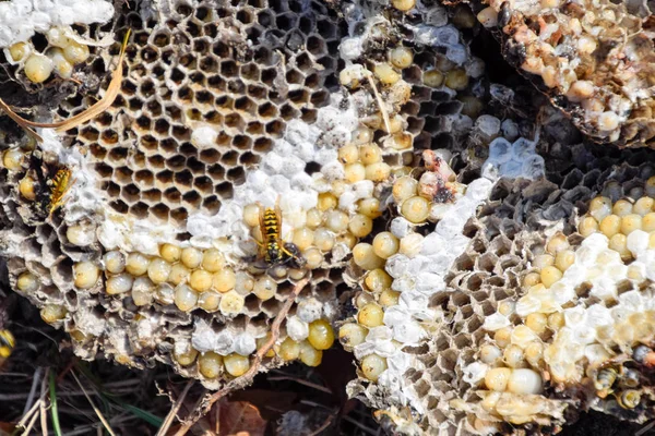 Yok edilmiş eşek arısı yuvası. Petek eşek arısı yuvasının yüzeyine çizilmiş. Larvalar ve eşek arıları yavrusu. Vespula vulgaris