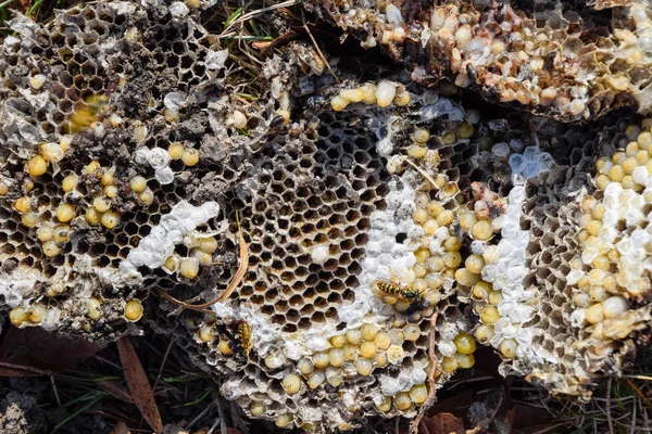Yok edilmiş eşek arısı yuvası. Petek eşek arısı yuvasının yüzeyine çizilmiş. Larvalar ve eşek arıları yavrusu. Vespula vulgaris