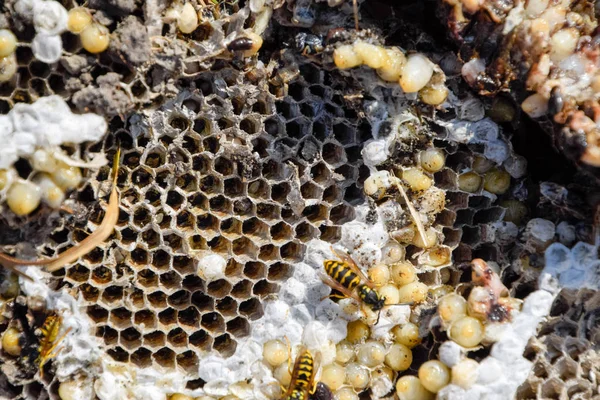 Yok edilmiş eşek arısı yuvası. Petek eşek arısı yuvasının yüzeyine çizilmiş. Larvalar ve eşek arıları yavrusu. Vespula vulgaris
