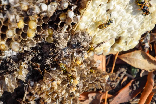 Yok edilmiş eşek arısı yuvası. Petek eşek arısı yuvasının yüzeyine çizilmiş. Larvalar ve eşek arıları yavrusu. Vespula vulgaris