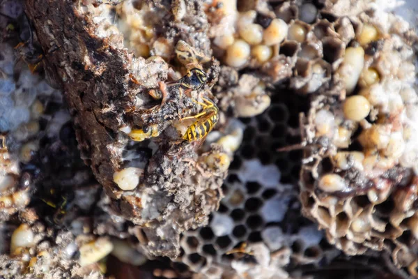 Yok edilmiş eşek arısı yuvası. Petek eşek arısı yuvasının yüzeyine çizilmiş. Larvalar ve eşek arıları yavrusu. Vespula vulgaris