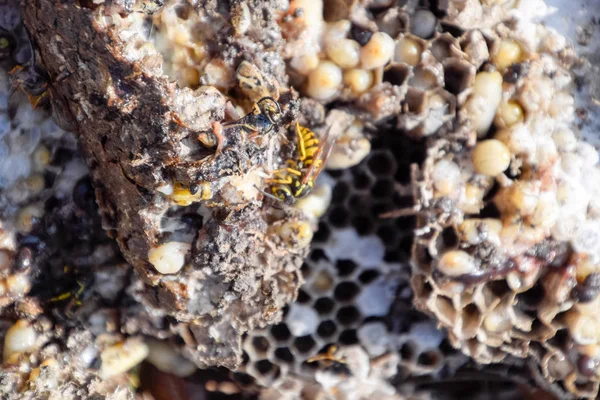Yok edilmiş eşek arısı yuvası. Petek eşek arısı yuvasının yüzeyine çizilmiş. Larvalar ve eşek arıları yavrusu. Vespula vulgaris
