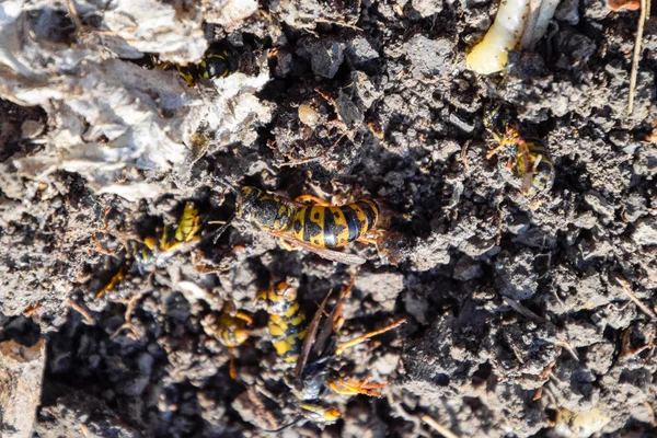 Yok edilmiş eşek arısı yuvası. Petek eşek arısı yuvasının yüzeyine çizilmiş. Larvalar ve eşek arıları yavrusu. Vespula vulgaris