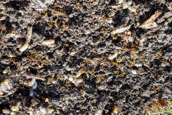 Yok edilmiş eşek arısı yuvası. Petek eşek arısı yuvasının yüzeyine çizilmiş. Larvalar ve eşek arıları yavrusu. Vespula vulgaris