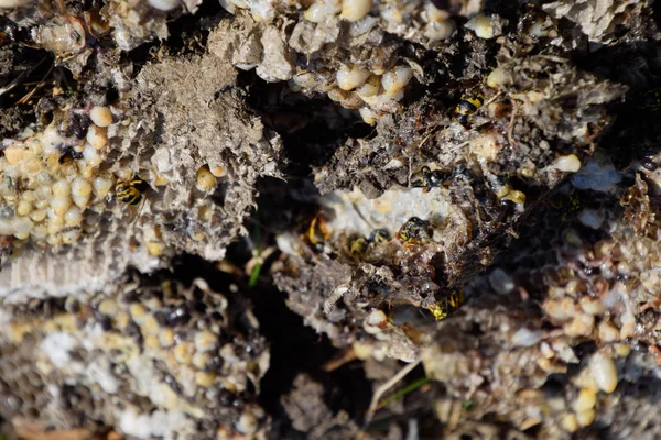 Yok edilmiş eşek arısı yuvası. Petek eşek arısı yuvasının yüzeyine çizilmiş. Larvalar ve eşek arıları yavrusu. Vespula vulgaris