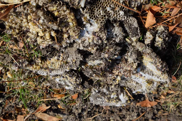 Yok edilmiş eşek arısı yuvası. Petek eşek arısı yuvasının yüzeyine çizilmiş. Larvalar ve eşek arıları yavrusu. Vespula vulgaris
