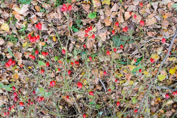 Kalça bush Olgun meyveleri ile. Bir dogrose bir Bush meyveler. Yaban gülü meyvelerini. Dikenli dogrose. Kırmızı gül kalça.