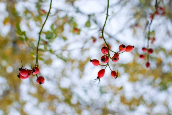 Bayas de cerdas rojas maduras, foto macro. Arbusto de caderas con bayas maduras. Las bayas del escaramujo en el arbusto. Frutos de rosas silvestres. Escoria espinosa. Rosa mosqueta roja . — Foto de Stock