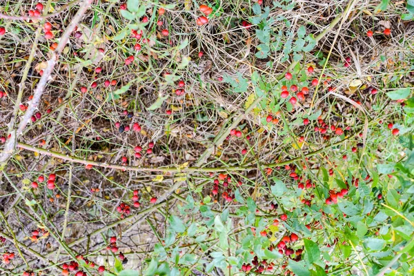 Ισχία Μπους με ώριμα φρούτα του δάσους. Μούρα από ένα τριαντάφυλλο σε ένα θάμνο. Τα φρούτα των άγριων τριαντάφυλλων. Ακανθώδες τριαντάφυλλο. Κόκκινα ροδαλά ισχία. — Φωτογραφία Αρχείου