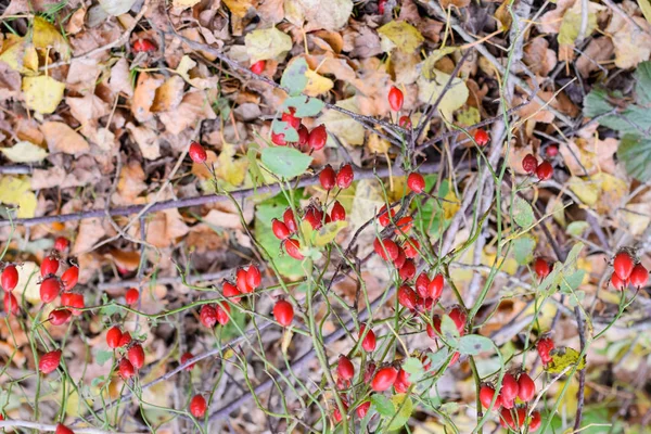 Kalça bush Olgun meyveleri ile. Bir dogrose bir Bush meyveler. Yaban gülü meyvelerini. Dikenli dogrose. Kırmızı gül kalça. — Stok fotoğraf