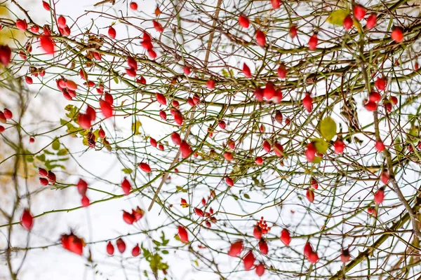 Arbusto de caderas con bayas maduras. Las bayas del escaramujo en el arbusto. Frutos de rosas silvestres. Escoria espinosa. Rosa mosqueta roja . — Foto de Stock