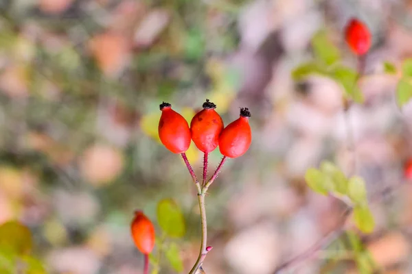 Kırmızı Olgun briar çilek, makro fotoğraf. Kalça bush Olgun meyveleri ile. Bir dogrose bir Bush meyveler. Yaban gülü meyvelerini. Dikenli dogrose. Kırmızı gül kalça. — Stok fotoğraf