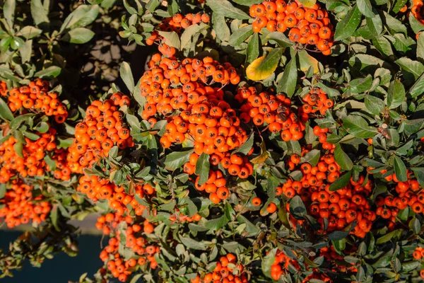 Orange őszi bogyók a Pyracantha zöld levelek egy bokor. Kefe bogyó — Stock Fotó