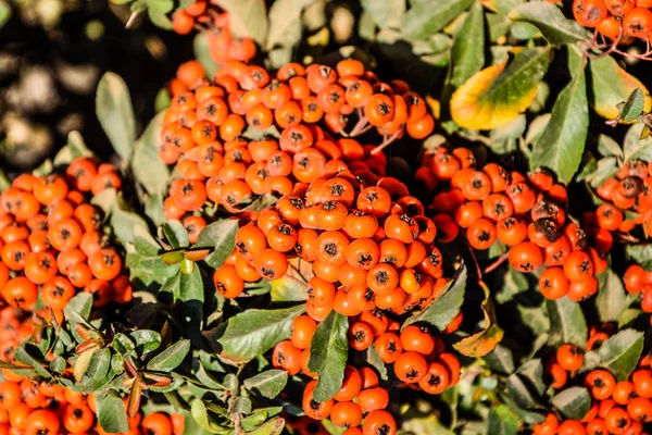 Orange őszi bogyók a Pyracantha zöld levelek egy bokor. Kefe bogyó — Stock Fotó