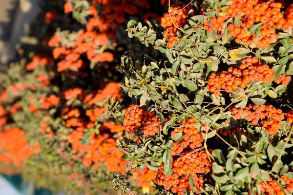 Orange őszi bogyók a Pyracantha zöld levelek egy bokor. Kefe bogyó — Stock Fotó