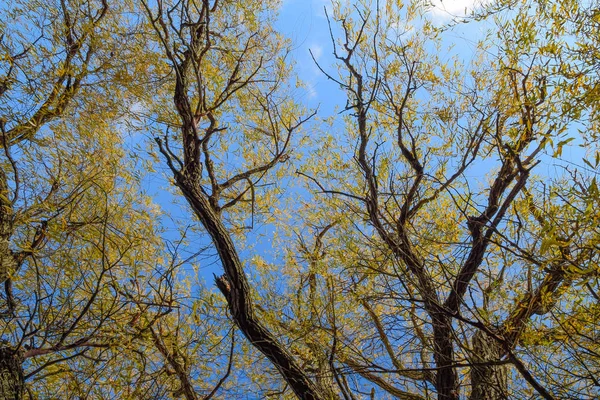 空に対して柳の枝。黄色の葉. — ストック写真