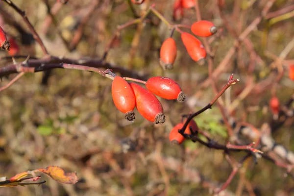 Hips bush with ripe berries. Berries of a dogrose on a bush. Fru — Stock Photo, Image