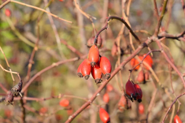 Olgun meyveleri ile kalça çalı. Çalılıkta bir köpek gülünün meyveleri. Fru