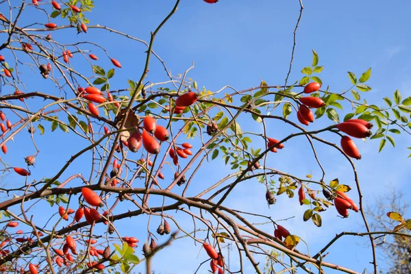 Olgun meyveleri ile kalça çalı. Çalılıkta bir köpek gülünün meyveleri. Fru