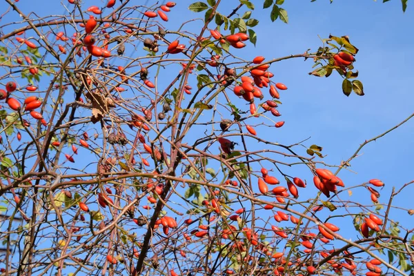 Arbusto de quadris com bagas maduras. Bagas de uma rosa brava em um arbusto. Fru — Fotografia de Stock