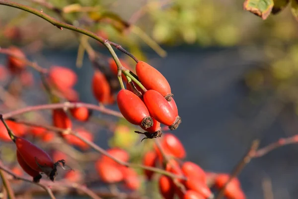 Hüftbusch mit reifen Beeren. Beeren einer Heckenrose auf einem Gebüsch. fru — Stockfoto