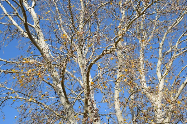 Gümüş bir kavak dallarında arka plan. Sonbahar ağacı.
