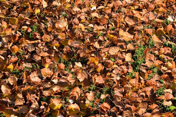Bir kavak düşmüş yapraklarından dokusal arka plan. Bir sonbahar ca